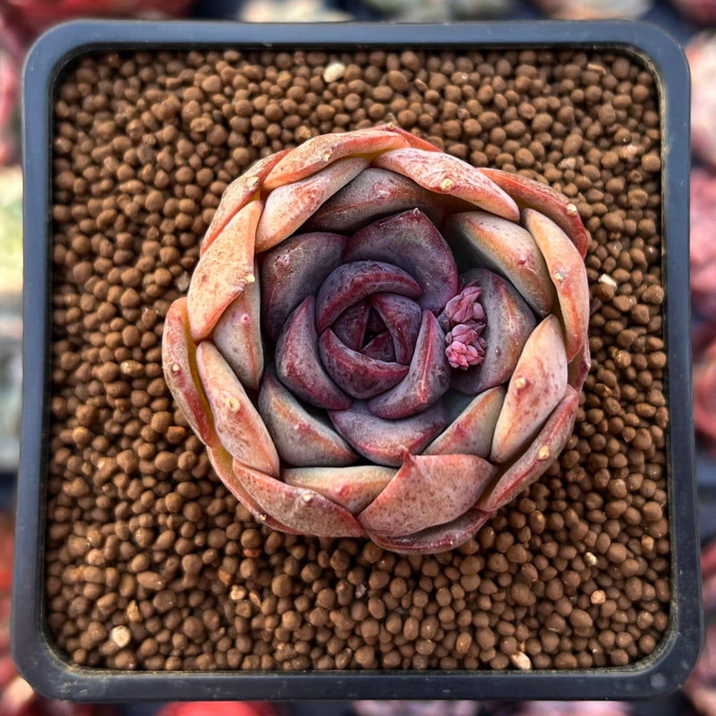 Echeveria 'Mirine' 2" Succulent Plant