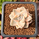 Graptoveria 'Titubans' Variegated 1” Succulent Plant