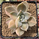 Graptopetalum 'Paraguayense' Variegated 3" Succulent Plant