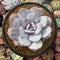 Echeveria 'Laui' 4"-5" Powdery Succulent Plant