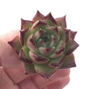 Echeveria Agavoides 'Super Bee' 1"-2" New Hybrid Succulent Plant