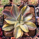 Graptoveria 'Fred Ives' Variegated 4" Succulent Plant