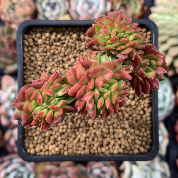 Sedeveria 'Letizia' Crested Cluster 2"-3" Succulent Plant