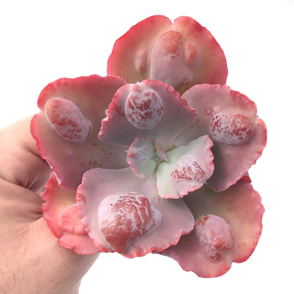 Echeveria ‘Lilac Frost’ Hybrid 3”-4" Rare Succulent Plant