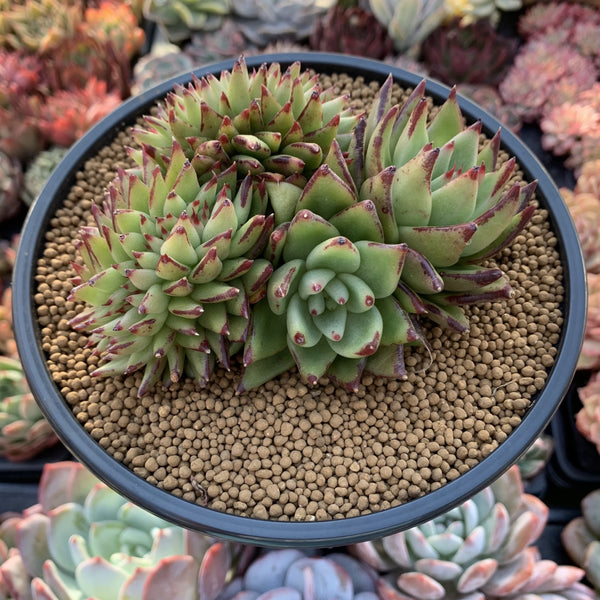 Echeveria Agavoides 'Ebony' Crested 4"-5" Succulent Plant