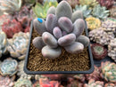 Pachyveria 'Beauty' 2" Powdery Succulent Plant