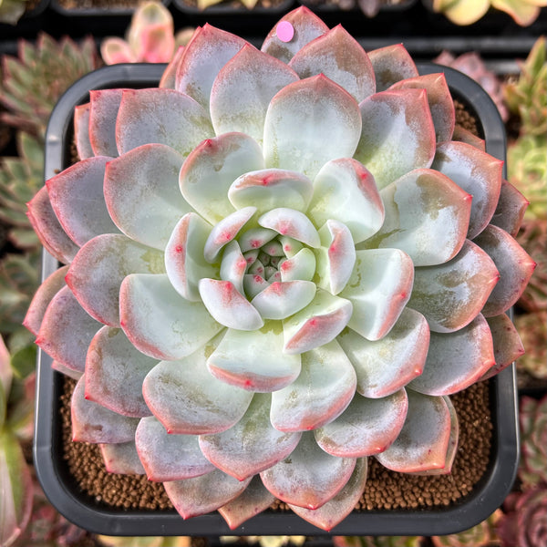 Echeveria 'Orange Monroe' 4"-5" Extra Large Succulent Plant