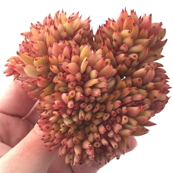 Echeveria Agavoides 'Elkhorn' Crested 4" Succulent Plant