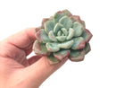 Echeveria 'Amore' 2"-3" Succulent Plant