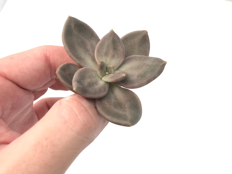 Echeveria 'Xichuensis' Small 1"-2" Succulent Plant