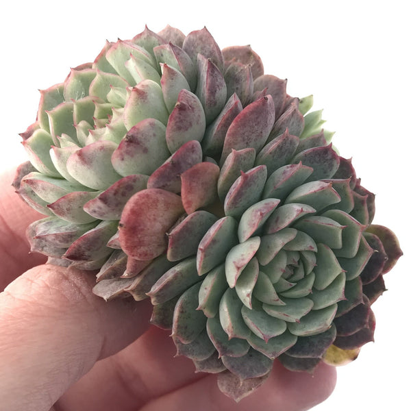 Echeveria 'Segrid Peach' 2" Cluster Succulent Plant