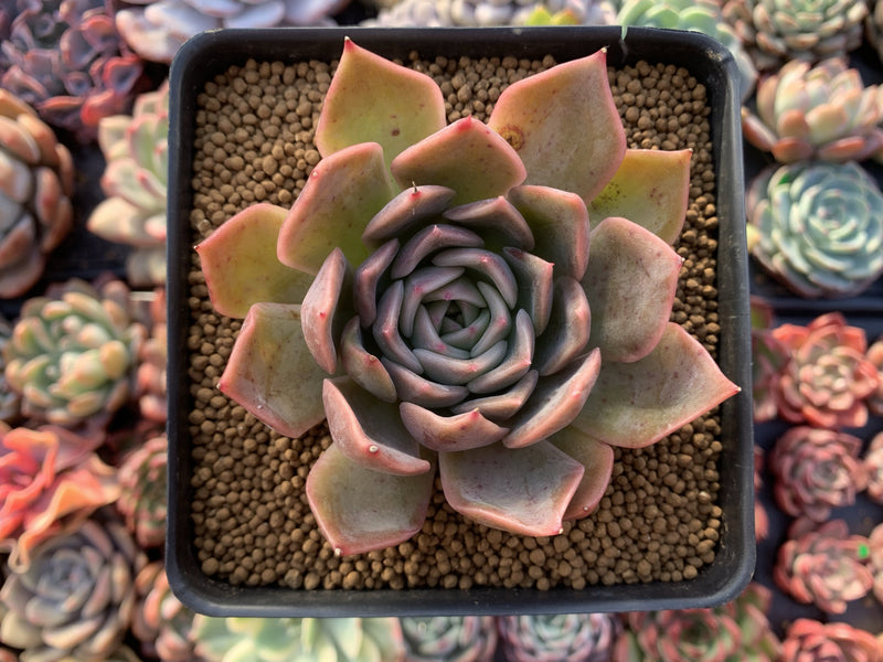 Echeveria 'Nocturnal' 2"-3" Succulent Plant