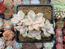 Graptoveria 'Titubans' Variegated 3" Cluster Succulent Plant