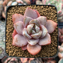 Echeveria Agavoides 'German Champaign' 3" Succulent Plant