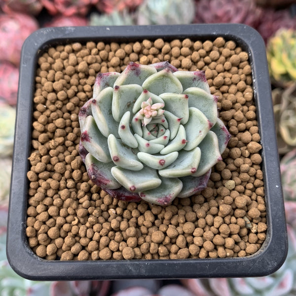 Echeveria 'Sarahime' 1" Small Succulent Plant