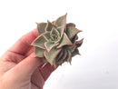 Echeveria 'Madiba' 3" Succulent Plant