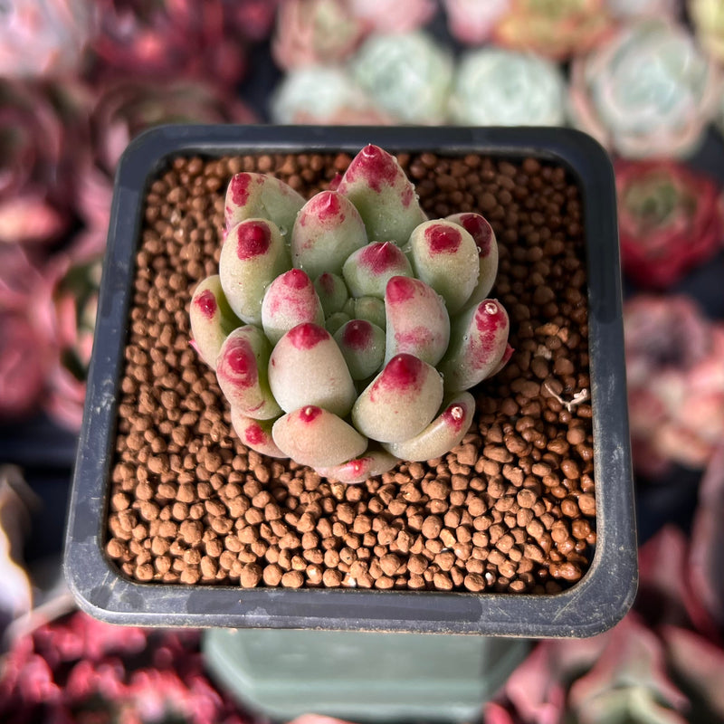 Pachyphytum 'Yeonji' 1" Succulent Plant