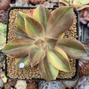 Graptoveria 'Fred Ives' Variegated 3" Succulent Plant