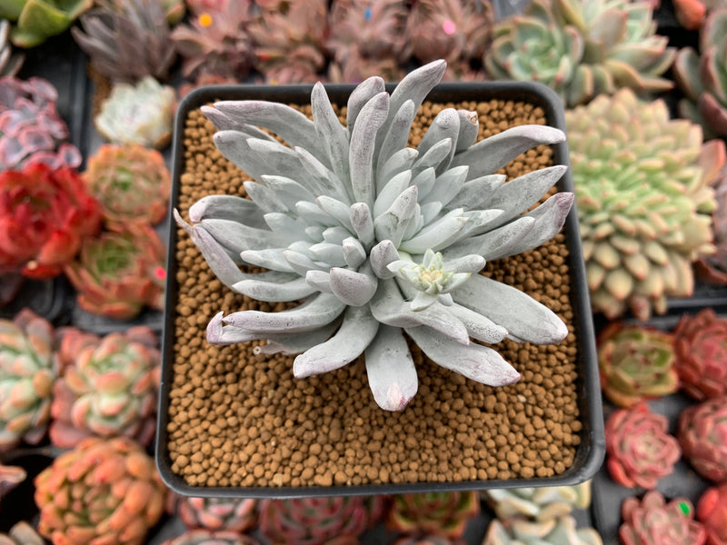 Dudleya sp. Double Head 3" Powdery Succulent Plant