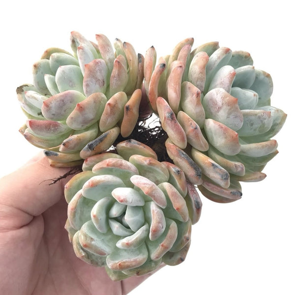 Echeveria 'Orange Monroe' Triple Headed Cluster 4"-5" Succulent Plant