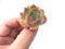 Echeveria 'Rosanna' Small 1"-2" Succulent Plant