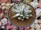 Dudleya 'Farinosa' 5" Powdery Succulent Plant