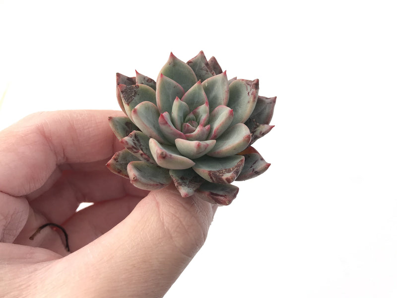 Echeveria Agavoides 'Blood Spirit' 3" Succulent Plant