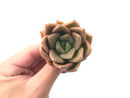 Echeveria Agavoides 'Lydia' 3" Succulent Plant