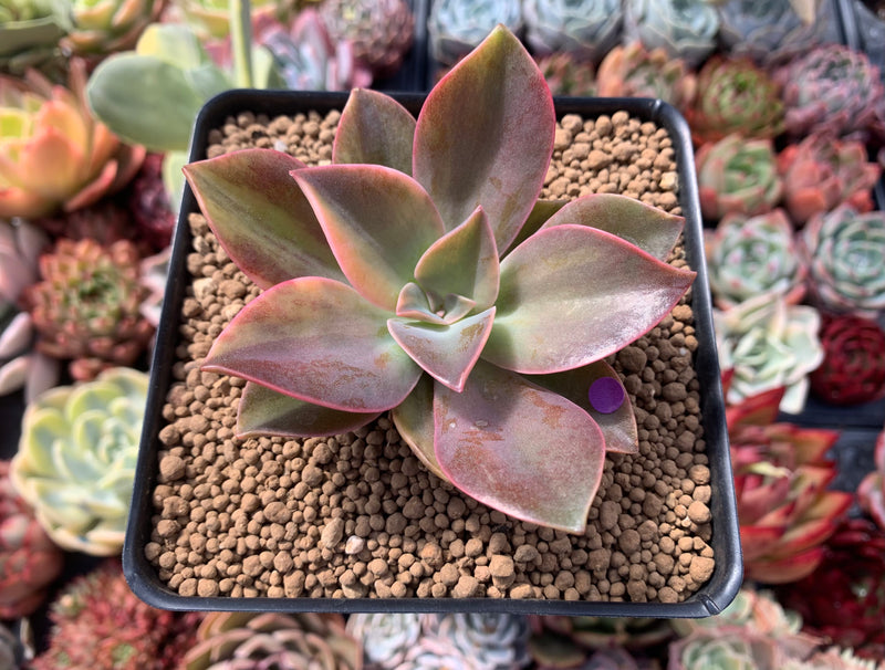 Graptoveria 'Fred Ives' Variegated 3" Succulent Plant