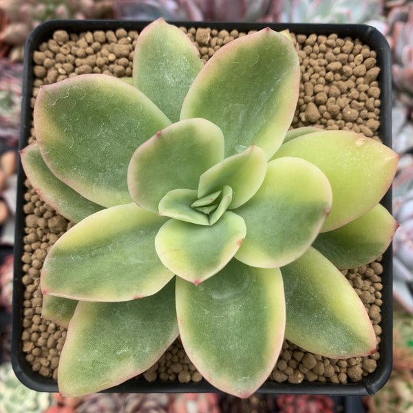 Echeveria 'Golden Glow' Variegated 4" Succulent Plant