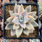 Graptopetalum 'Paraguayense' Variegated 3" Succulent Plant