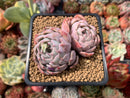 Echeveria sp. 2"-3" Succulent Plant