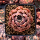 Echeveria 'Mohican' 1"-2" Succulent Plant