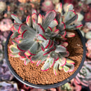 Cotyledon 'Orbiculata' Variegated 4" Succulent Plant