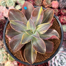 Graptoveria 'Fred Ives' Variegated 4" Succulent Plant