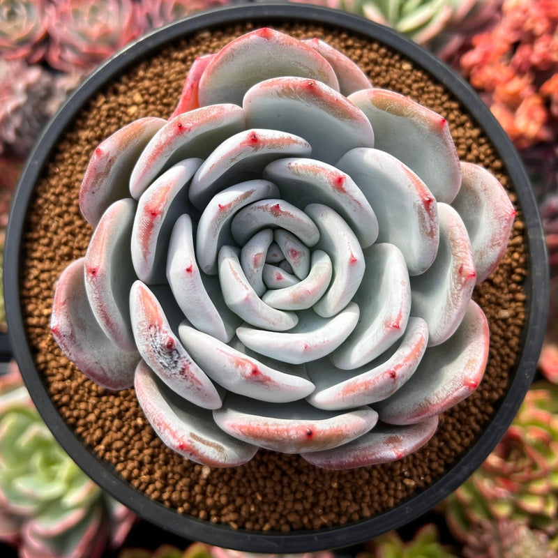 Echeveria 'Cream Sun' 5" Powdery Succulent Plant