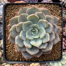 Echeveria 'Fiona' Variegated 3" Succulent Plant