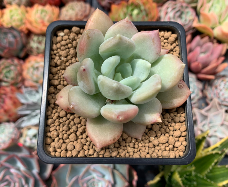 Pachyphytum 'Ice Peace' 3" Succulent Plant