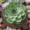 Greenovia Diplocycla 'Gigantea' 5"-6" Succulent Plant