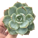 Echeveria 'Pure Angel' New Hybrid 3" Powdery Succulent Plant