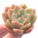 Echeveria Orange Champagne 3” Rare Succulent Plant