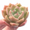 Echeveria Orange Champagne 3” Rare Succulent Plant