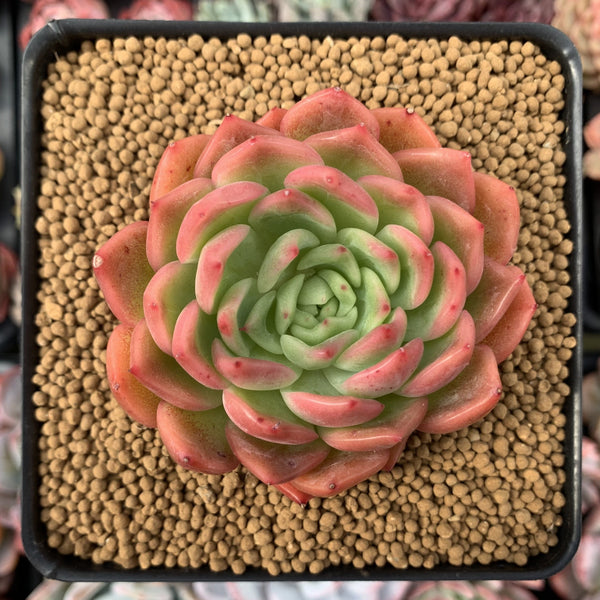 Echeveria Agavoides 'Michelo' 3" Succulent Plant