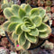 Echeveria 'Golden Glow' Variegated 5" Succulent Plant