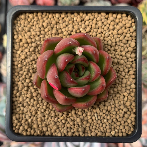 Echeveria Agavoides sp. 2" Succulent Plant