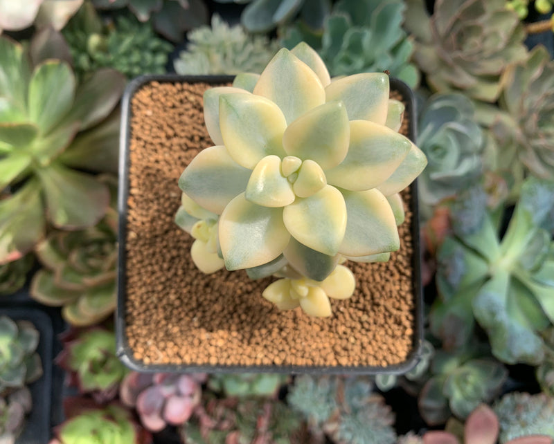 Graptoveria 'Titubans' Variegated 2” Succulent Plant