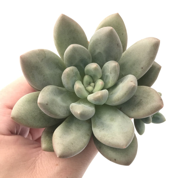 Echeveria 'Valentine' 3"-4" Succulent Plant