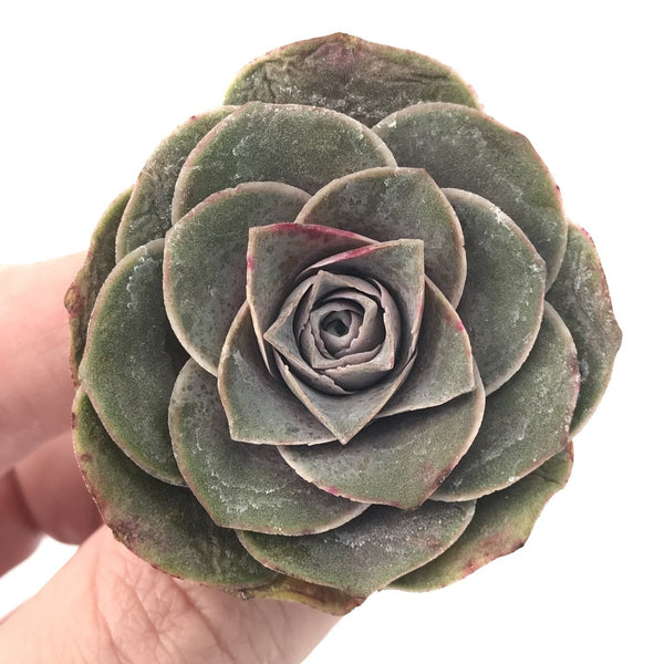 Greenovia 'El Hiero' 2" Succulent Plant