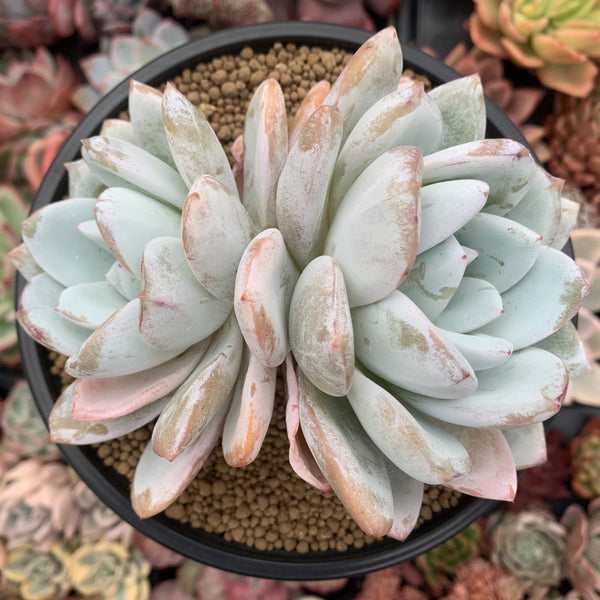 Echeveria 'Ivory' 6" Cluster Powdery Succulent Plant