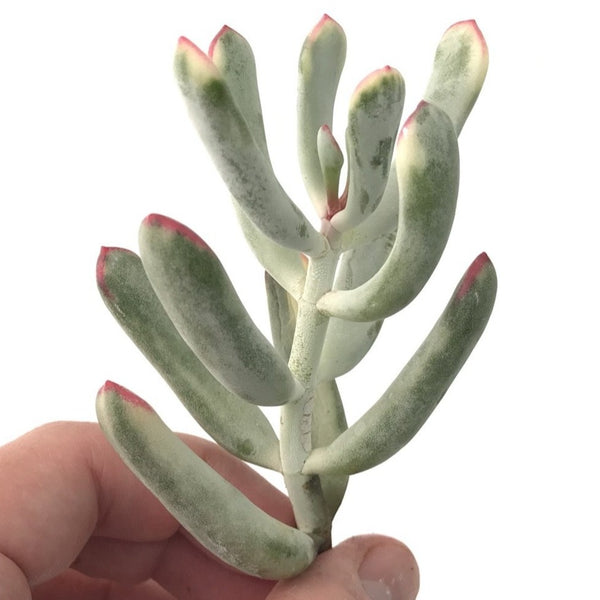 Cotyledon 'Orbiculata' Variegated Thin Leaf 2"-3" Succulent Plant